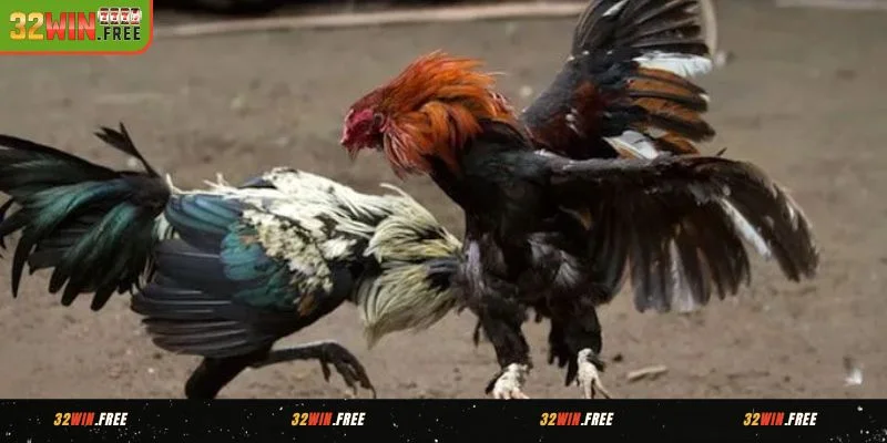 Đôi nét về đá gà 32WIN