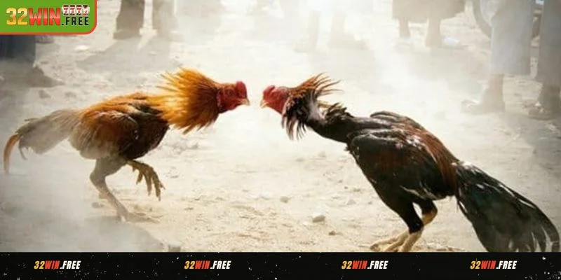 Ưu điểm của đá gà 32WIN anh em cần nắm rõ